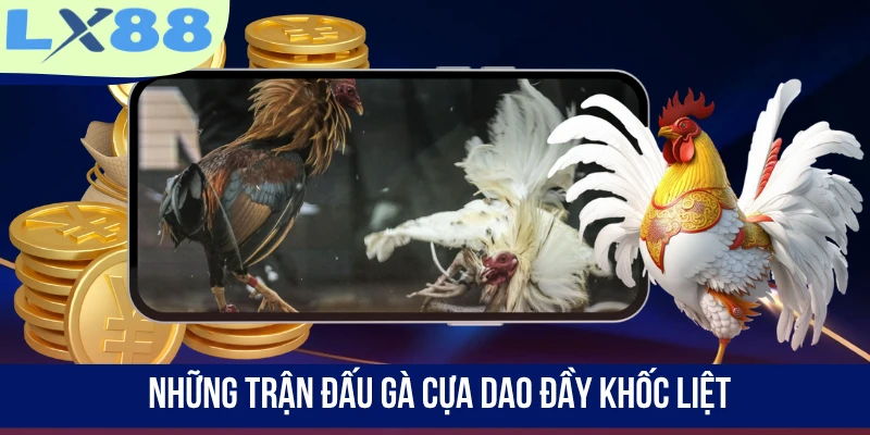 Những trận đấu gà cựa dao đầy khốc liệt